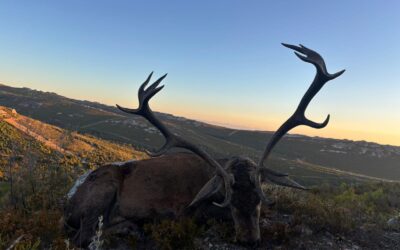 Así es una jornada de rececho durante la berrea, paso a paso