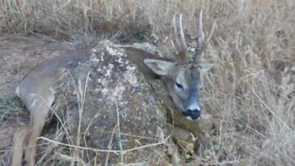 Corzo cobrado durante una jornada de rececho estival con Fawna