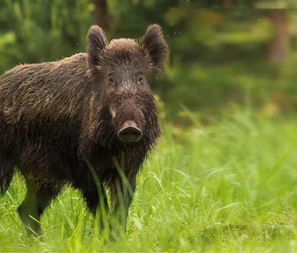 RECECHO DE JABALI. FAWNA. CAZA INTERNACIONAL
